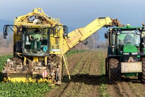 turnip, vegetables, harvest, agriculture, nourishment, naturally, machine, fields, tuber, nature, floor, farmer, sugar beet, arable land, technology, vehicle, harvest time, fall, harvest, harvest, harvest, harvest, harvest
